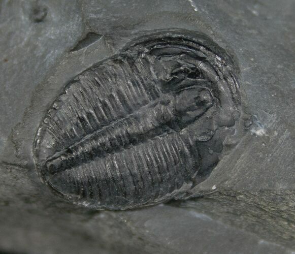 Elrathia Trilobite In Matrix - Utah #6726